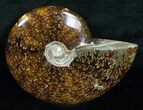Wide Cleoniceras Ammonite - Madagascar #5243-1